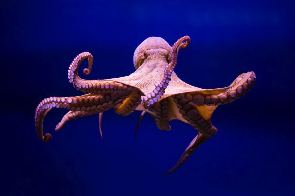 Kraken 20at net